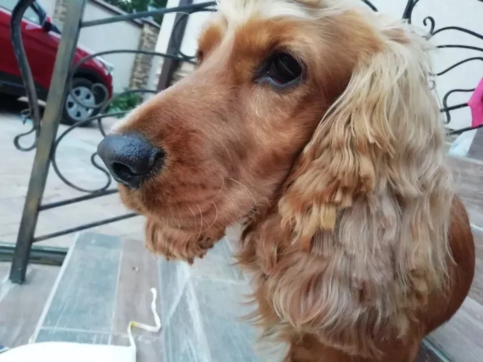 Гостиница для животных "Как дома".