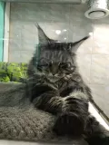 Миниатюра 8