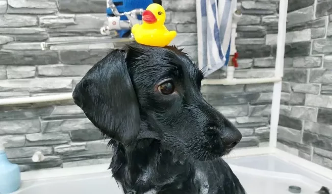Зоосалон "Fancy pets groom".