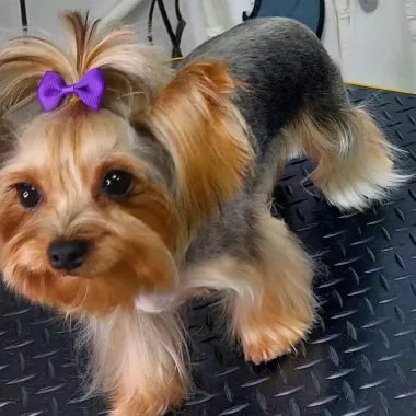 Зоосалон "Fancy pets groom".