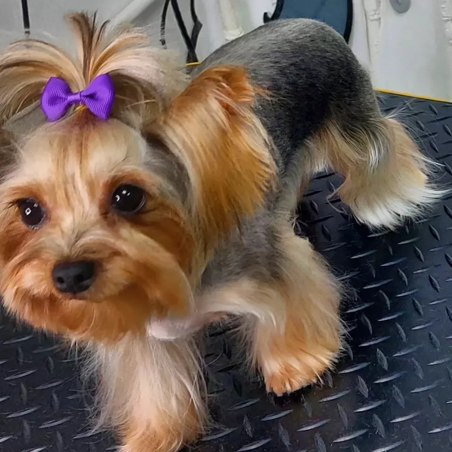 Зоосалон Fancy pets groom в Ростове-на-Дону: Зоосалон, Парикмахерская, Питомцы, Стрижка,