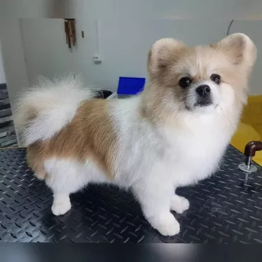 Зоосалон "Fancy pets groom".