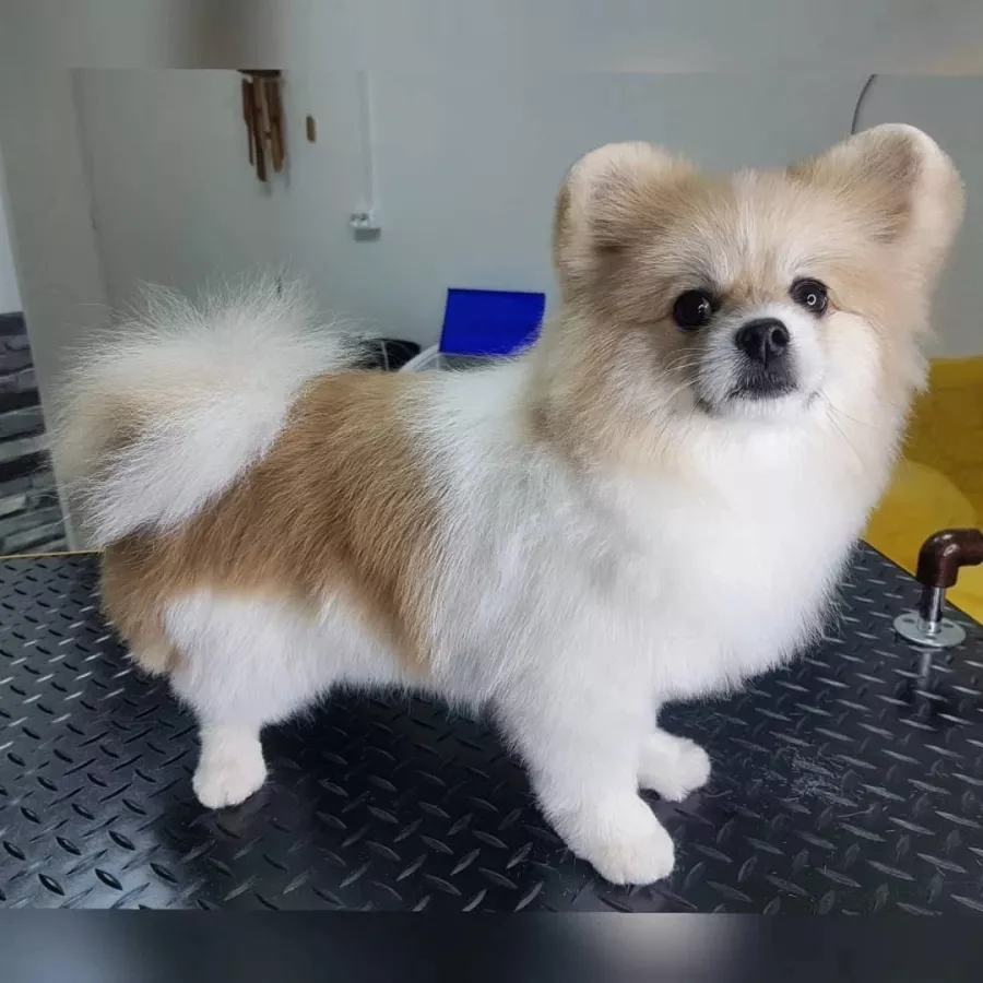 Зоосалон Fancy pets groom в Ростове-на-Дону: Зоосалон, Парикмахерская, Питомцы, Стрижка,