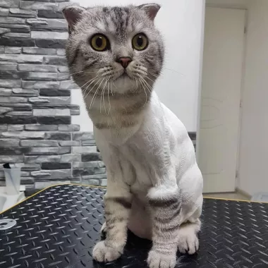 Зоосалон "Fancy pets groom".