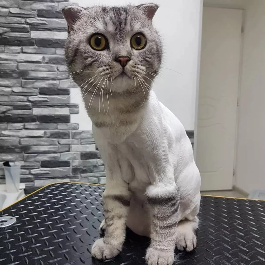 Зоосалон Fancy pets groom в Ростове-на-Дону: Зоосалон, Парикмахерская, Питомцы, Стрижка,