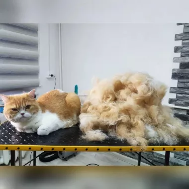 Зоосалон "Fancy pets groom".