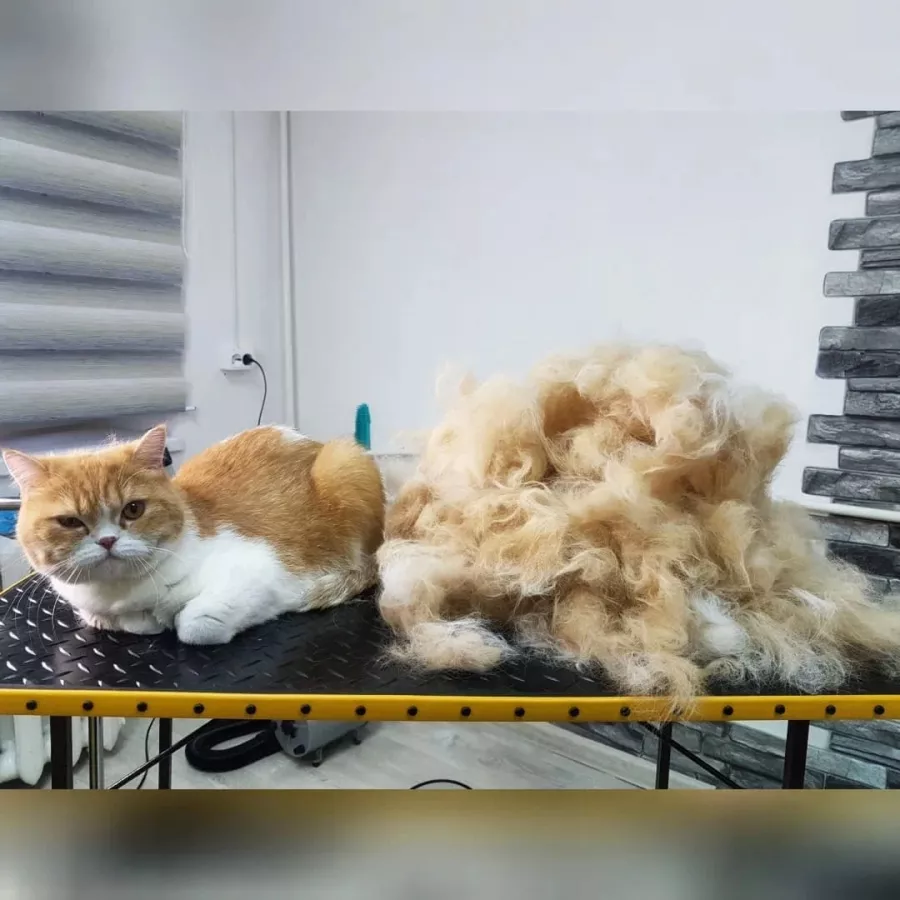 Зоосалон Fancy pets groom в Ростове-на-Дону: Зоосалон, Парикмахерская, Питомцы, Стрижка,