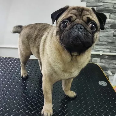 Зоосалон "Fancy pets groom".