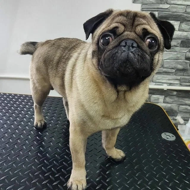 Зоосалон Fancy pets groom в Ростове-на-Дону: Зоосалон, Парикмахерская, Питомцы, Стрижка,