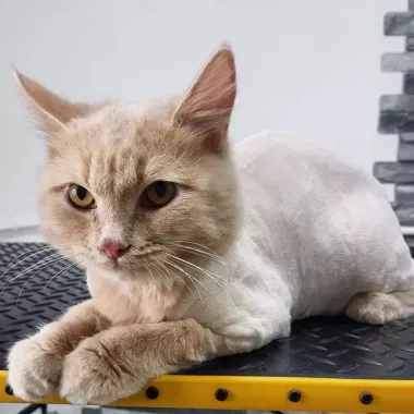 Зоосалон "Fancy pets groom".