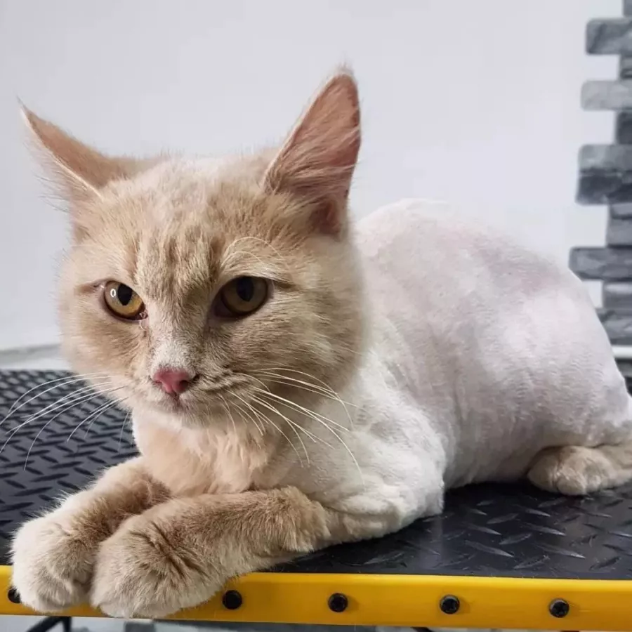 Зоосалон Fancy pets groom в Ростове-на-Дону: Зоосалон, Парикмахерская, Питомцы, Стрижка,