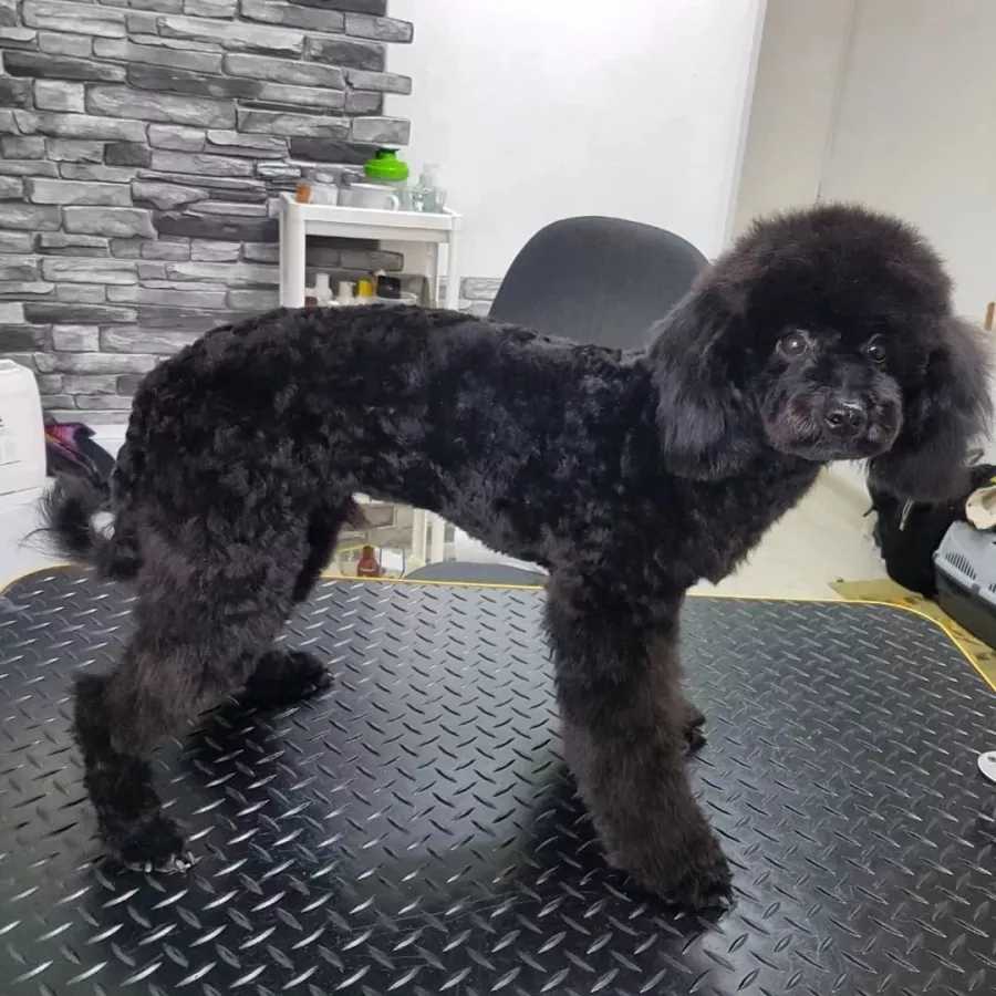 Зоосалон Fancy pets groom в Ростове-на-Дону: Зоосалон, Парикмахерская, Питомцы, Стрижка,