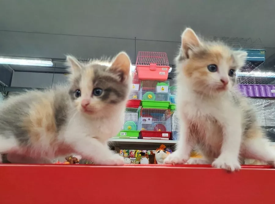 Зоомагазин Petandme в Ростове-на-Дону: Зоомагазин, Зоомир, Ветаптека, Питомцы, Террариумистика, Аквариумистика,