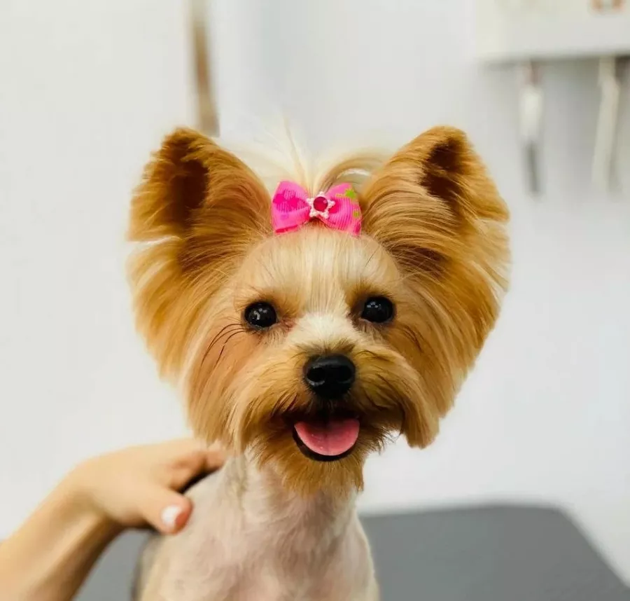 Зоосалон Groom. York на Комарова в Ростове-на-Дону: Зоосалон, Груминг, Животные,