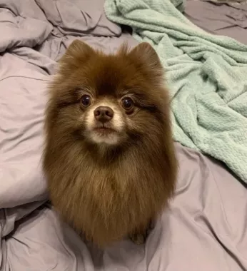 Зоосалон "Petstyle".