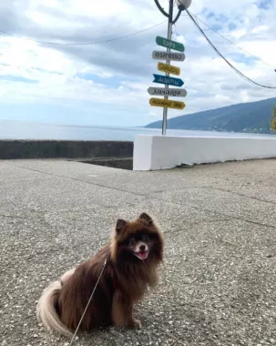 Зоосалон "Petstyle".