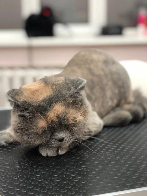 Зоосалон Petstyle в Ростове-на-Дону: Зоосалон, Парикмахерская, Питомцы, Груминг,