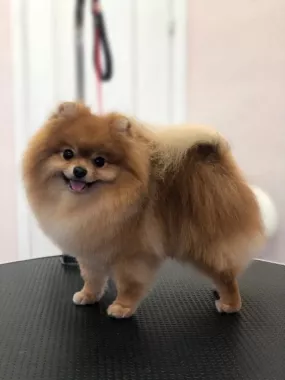 Зоосалон "Petstyle".