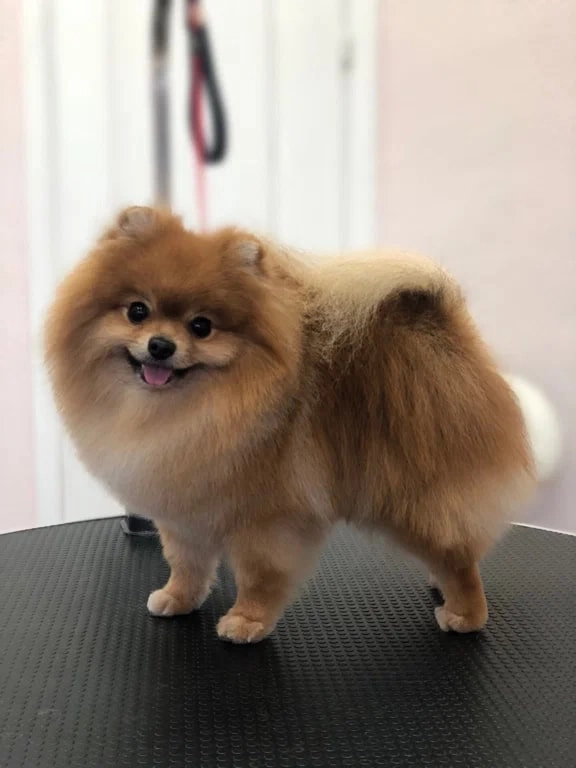 Зоосалон Petstyle в Ростове-на-Дону: Зоосалон, Парикмахерская, Питомцы, Груминг,