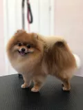 Миниатюра 7