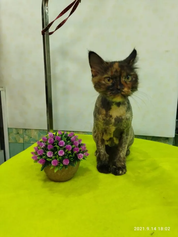  "Грумер Татьяна".