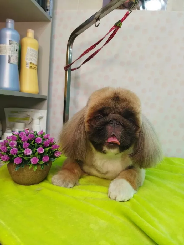  "Грумер Татьяна".