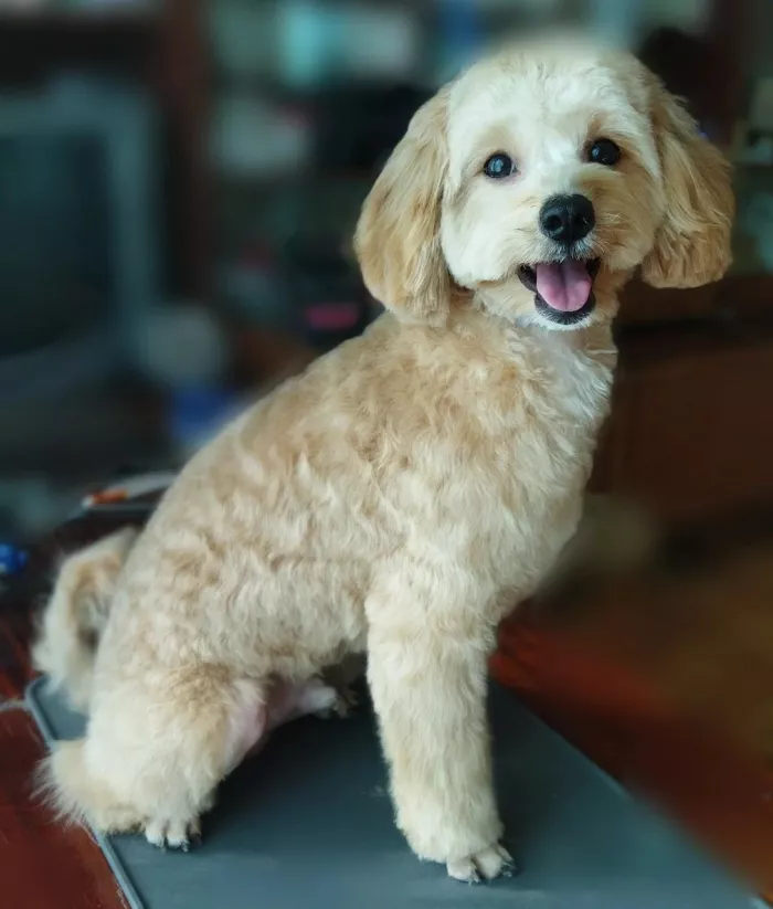  "Грумер Татьяна".