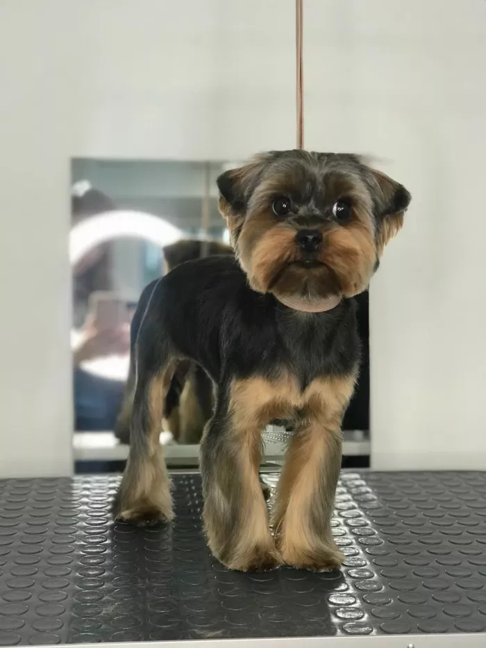  "Груминг студия Ольги Митрофановой".