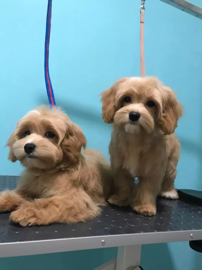  "Груминг студия Ольги Митрофановой".