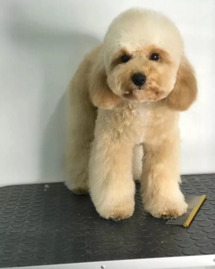  "Груминг студия Ольги Митрофановой".