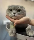 Миниатюра 6