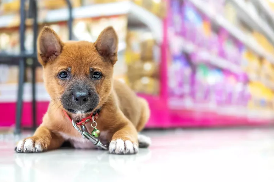 Зоомагазин Petshop.ru на Киргизской в Ростове-на-Дону: Зоомагазин, Зоомир, Зоотовары, Питомцы, Ветаптека,