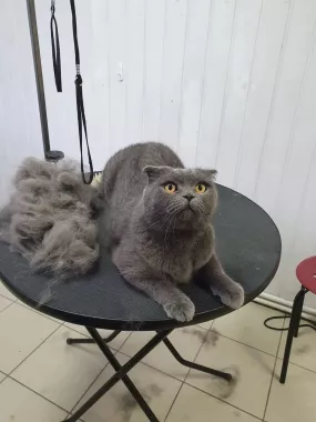 Зоосалон "Котенок Гав".