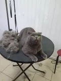 Миниатюра 4