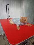 Миниатюра 5