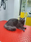 Миниатюра 7