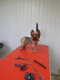 Миниатюра 8