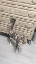 Миниатюра 3
