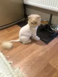 Миниатюра 7