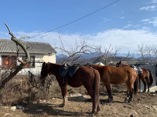 Конные прогулки в Хосте  в  Сочи
