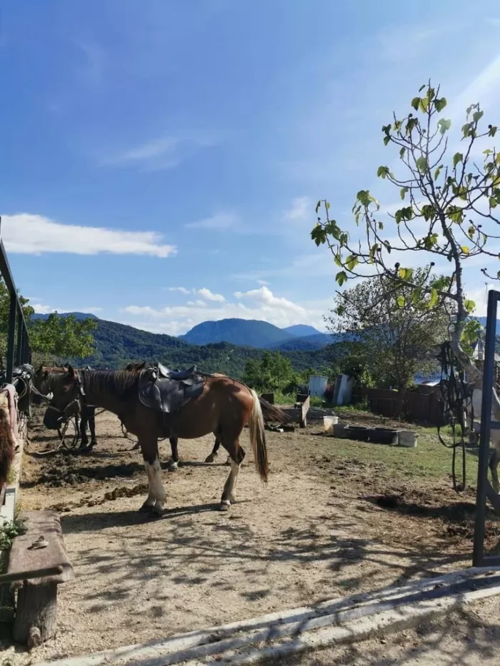 "Конные прогулки в Хосте".