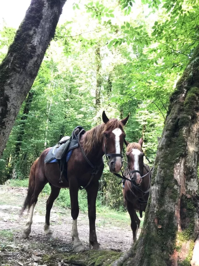 "Конные прогулки в Хосте".