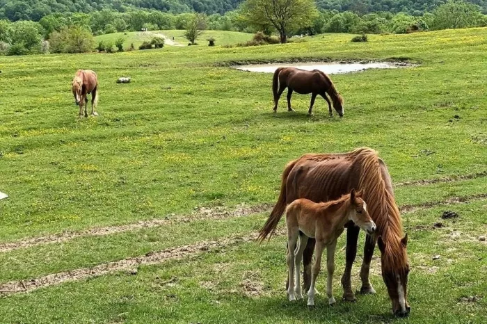 Конные прогулки "Райдер Трип".