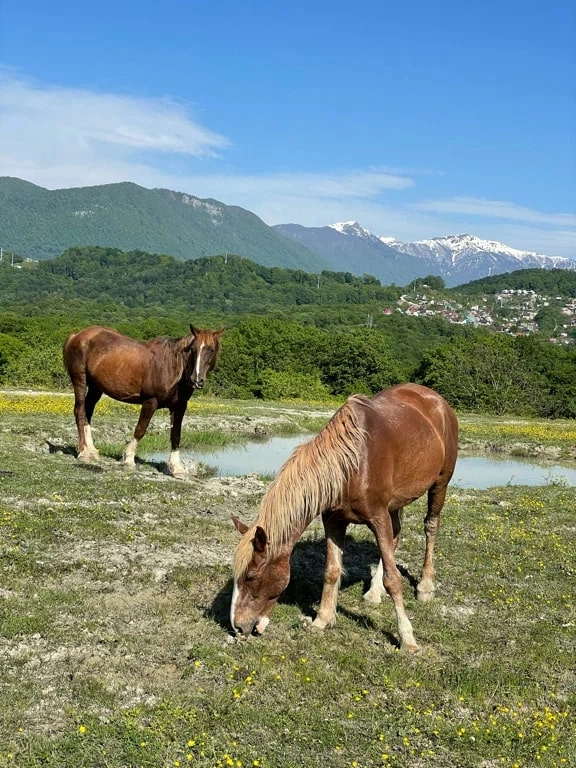 Конные прогулки "Райдер Трип".