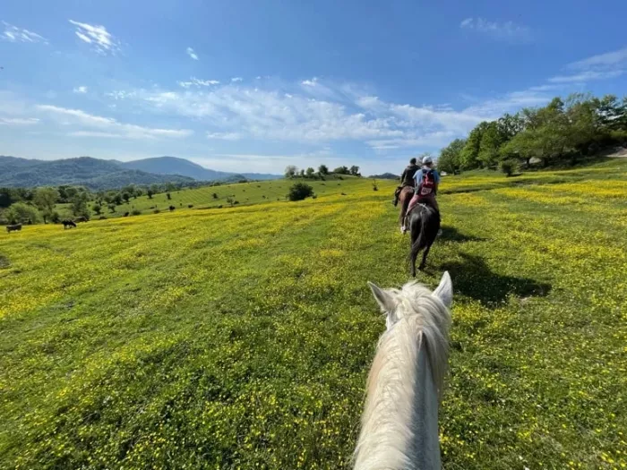 Конные прогулки "Райдер Трип".