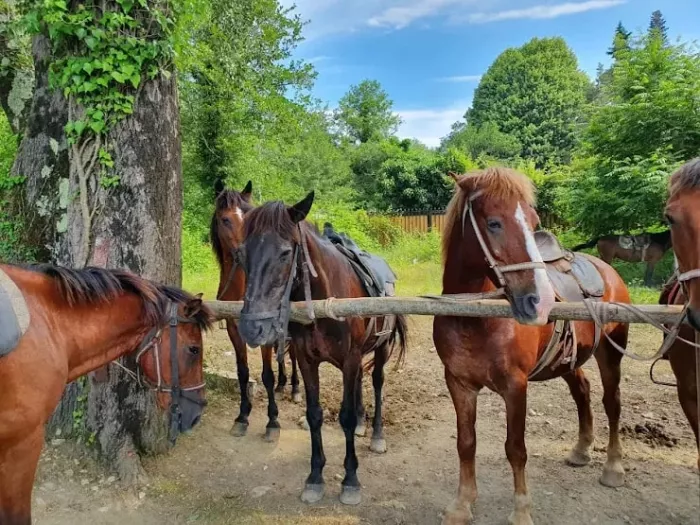 "Конные прогулки. Квадроциклы. Кафе.".