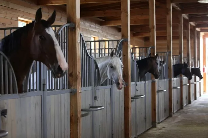 КСК "Созвездие Sochi".
