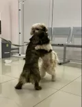 Миниатюра 3
