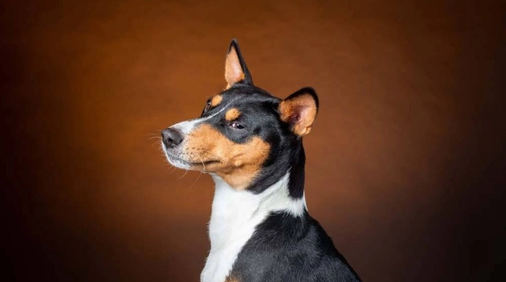 Ветеринарная клиника GlobalVet clinic в Москве: Невролог, УЗИ, Рентген, Орнитолог, Стерилизация , Услуги, Животные,