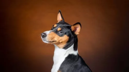 Ветеринарная клиника GlobalVet clinic в Москве